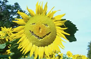 Reveal: Sunflower ' with funny face