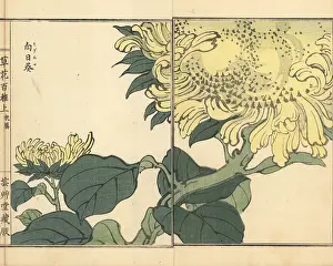 Helianthus: Sunflower, Helianthus annuus