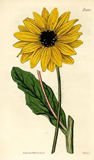 Weddell: Sunflower, Helianthus diffusus. Extinct