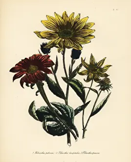 Downy: Sunflower or Helianthus species