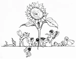 Pixies: Sunflower and lots of fairies