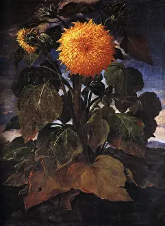 Bartolomeo: Sunflower Plant