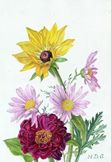 Garside: Sunflower, three Pyrethrums and a Dahlia