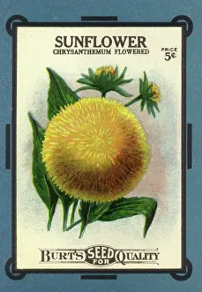 Packets: Sunflower Seed Packet