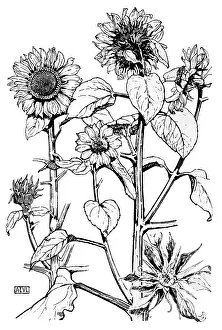 Lilley: Sunflower, Teasel
