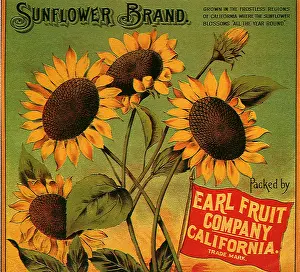 Stalks: Sunflowers