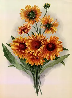 Sunflowers: Sunflowers