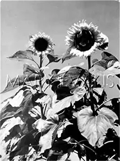 Bathed: SUNFLOWERS