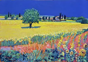 Tonks: Sunflowers - tree in a field of sunflowers