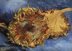 Sunflowers: Sunflowers, by Van Gogh