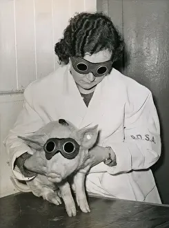 Sunlamp: Sunlamp therapy for a pig