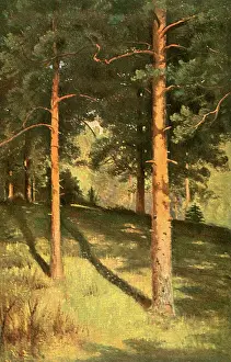 Shishkin: Sunlit pine trees, Russia