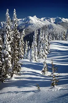 Treetop: Sunlit Snow Covered Pine Trees - Hillside and Mountain Tops