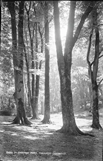 Cowdray: Sunlit Trees in Cowdray Park
