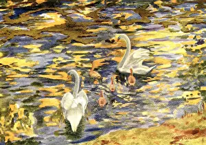 Rippling: Sunny Waters
