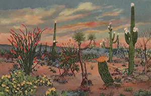 Cacti: Sunrise in Desert