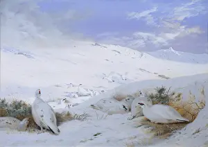 Ptarmigan: Sunrise over Gaick ' Ptarmigan in Winter