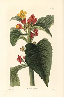 Shotter: Sunset bells, Chrysothemis pulchella