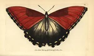 Morpho: Sunset morpho butterfly, Morpho hecuba