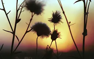 Valdai: Sunset photo art work, 1991