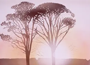 Airbrush: Sunset through the trees