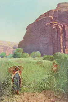 Cornfield: SUPAI CORNFIELD