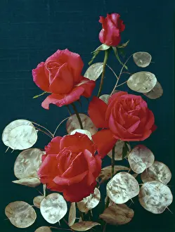 Honesty: Super Star Roses and Honesty