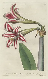 Hippeastrum: Superb amaryllis, Hippeastrum vittatum