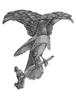 Lithographed: Superb Bird-of-paradise