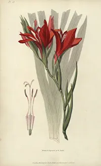 Cardinalis: Superb corn flag, Gladiolus cardinalis