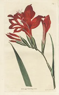Cardinalis: Superb corn-flag, Gladiolus cardinalis