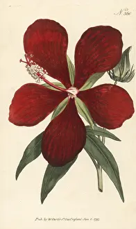 Ambiguous: Superb hibiscus, Hibiscus speciosus