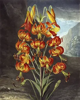 Reinagle: The Superb Lily