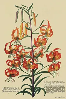 Dionysius: Superb Lily