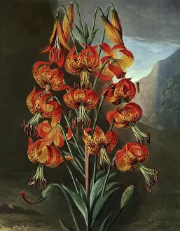 Superb: The Superb Lily
