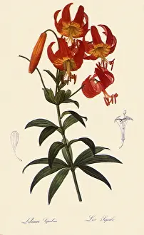 Superb: Superb Lily, Lilium superbum