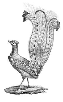 Lithographed: Superb Lyrebird