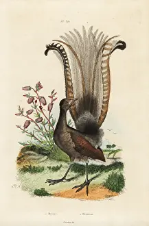 Azalea: Superb lyrebird and false azalea