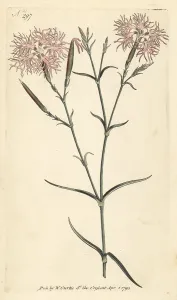 William Curtis: Superb pink, Dianthus superbus