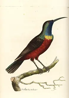 Superbus: Superb sunbird, Cinnyris superbus