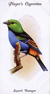 Superb: Superb Tanager
