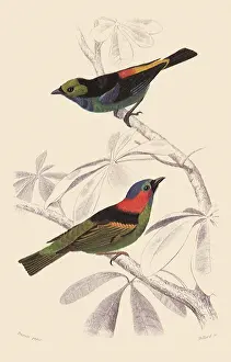 Superb: Superb Tanager and Blue Headed Tanager