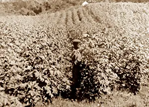 Superfine: Superfine cotton, Oteley Hall, St Vincent, Caribbean