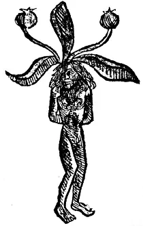 Mandragora: superstition, mandragora, female mandragora root