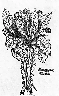 Mandragora: superstition, mandragora, plant, woodcut