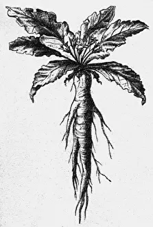 Mandrake: superstition, mandrake (mandargora), root, woodcut
