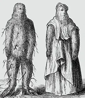 Mandrake: superstition, mandrake, mandrake-man, wood engraving