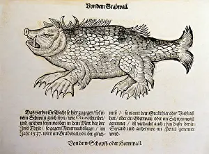 Piscium: superstition, mythical creatures, Grabwall, woodcut