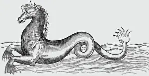 Seahorse: superstition, mythical creatures, sea horse (Hippocamp)