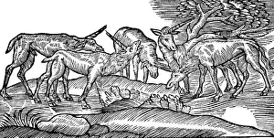 Unicorns: superstition, mythical creatures, unicorns, woodcut